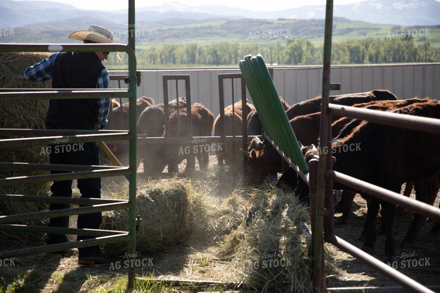 Rancher Feeding Hay to Cattle in Feedyard 117030