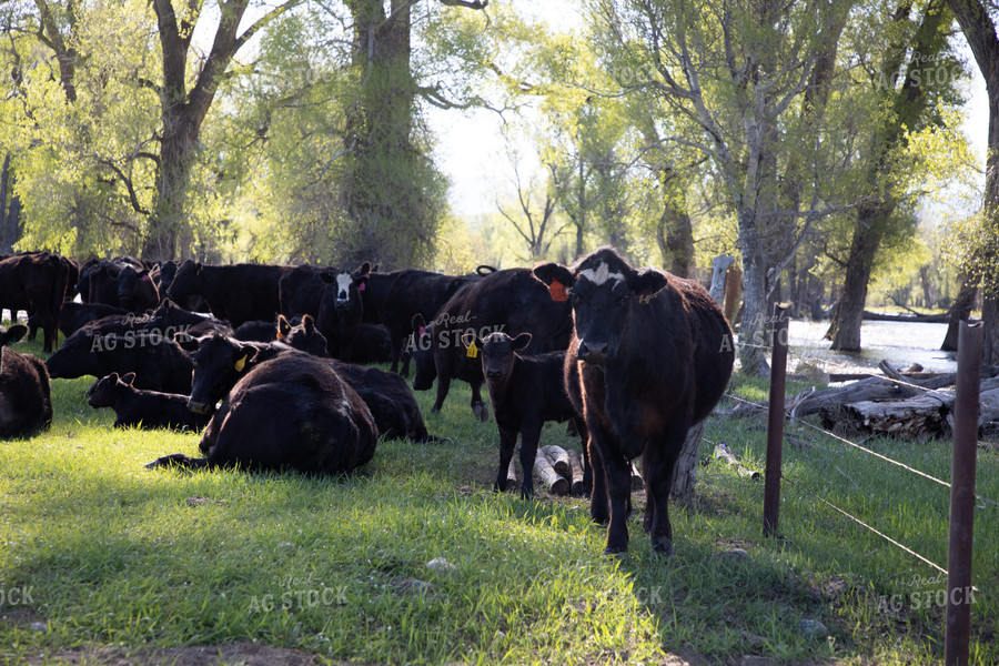 Cattle in Grassy Pasture with Creek in Background 117033