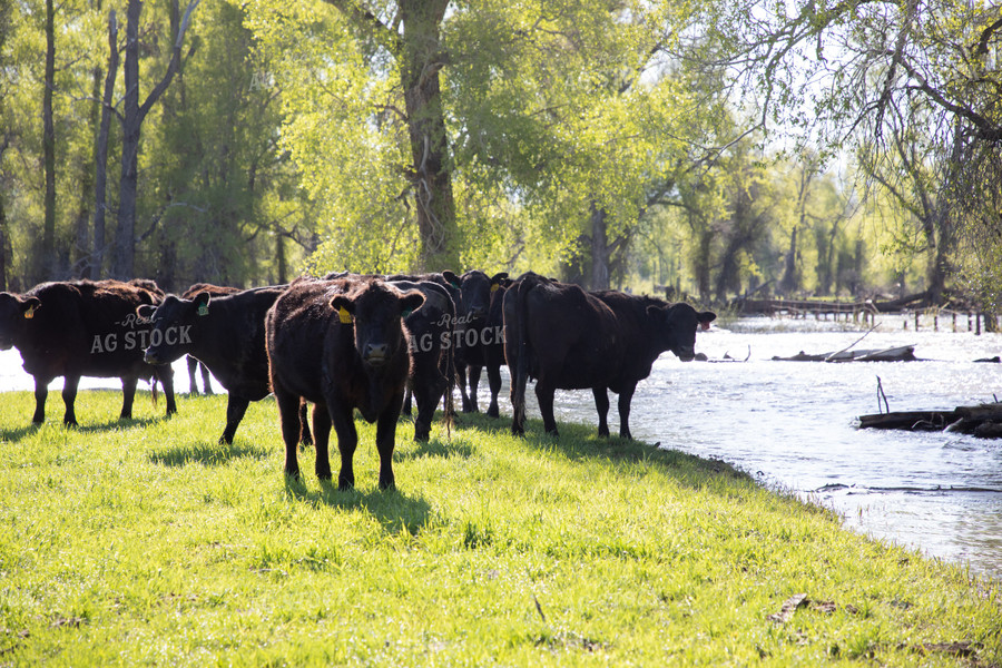 Cattle Along Creek in Pasture 117034