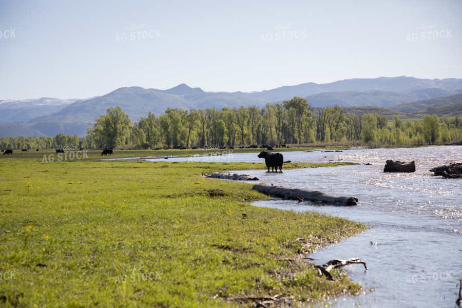 Cattle Along Creek in Pasture 117036