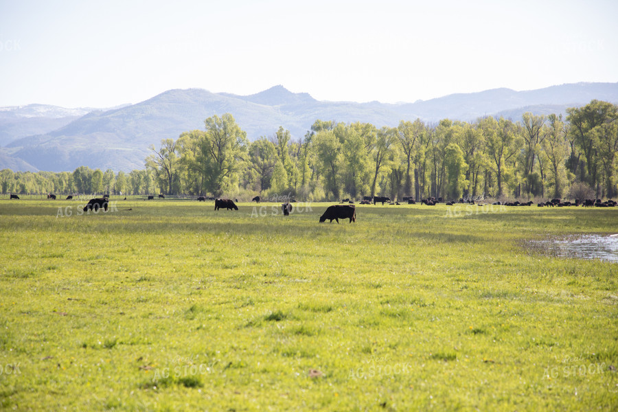 Cattle Graze in Pasture in the Foothills 117039