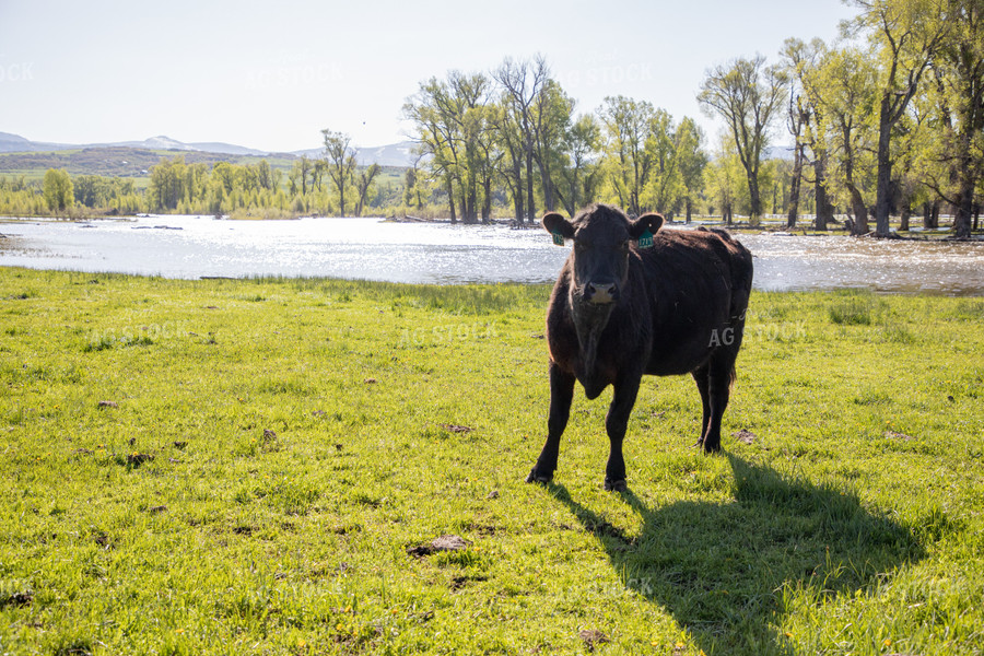 Cattle Along Creek in Pasture 117040