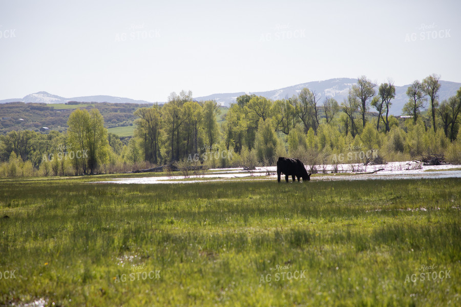 Cattle Along Creek in Pasture 117042
