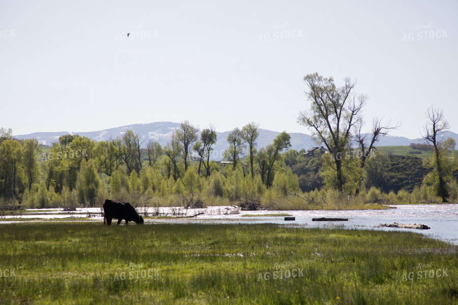 Cattle Along Creek in Pasture 117043