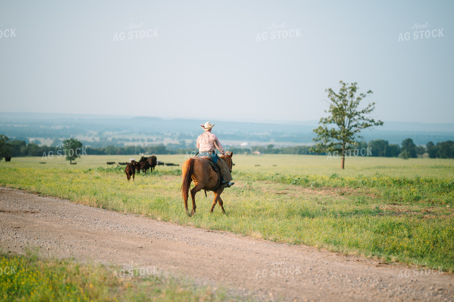 Rancher Herding Angus Cattle in Grassy Pasture on Horseback 125129