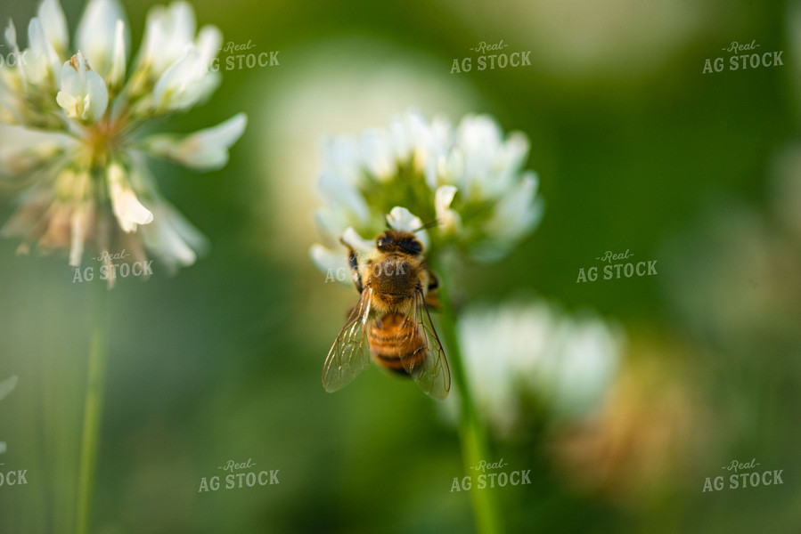 Bee on Flowering White Clover 136058