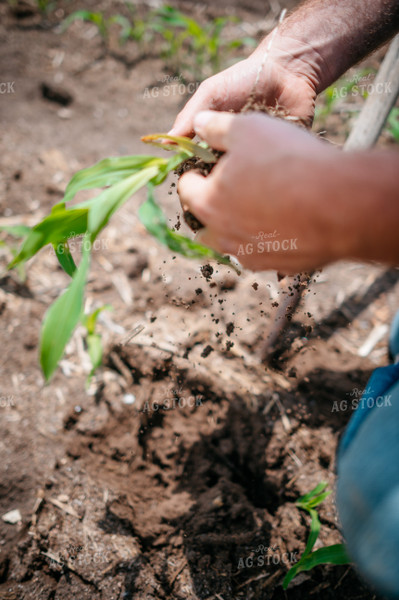 Close Up of Farmer's Hands Checking Root System of Early Growth Corn in Field 56678