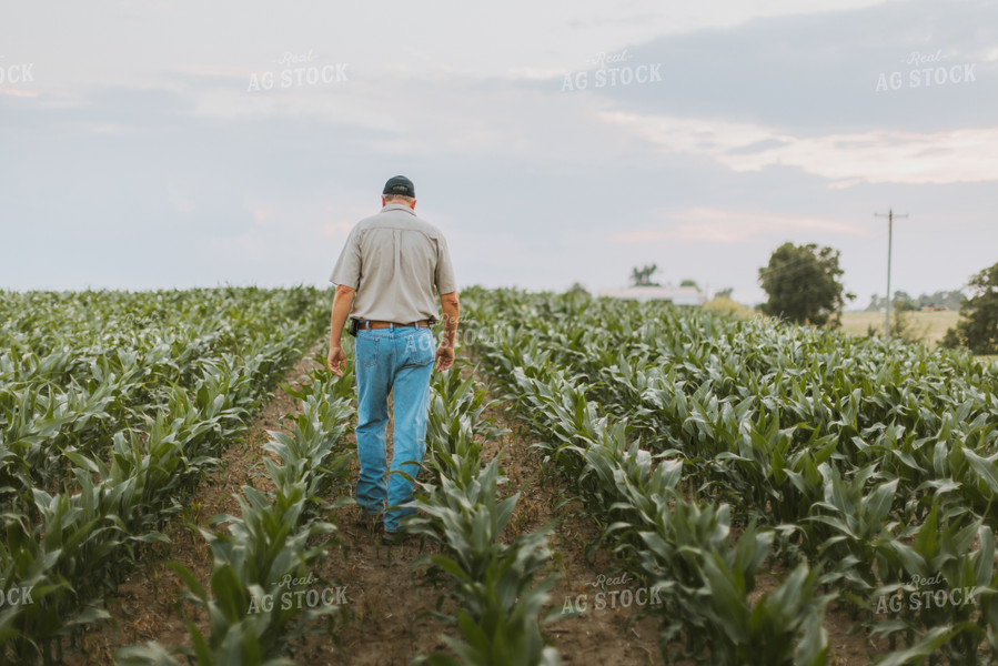Farmers Scouting Corn Field 7806