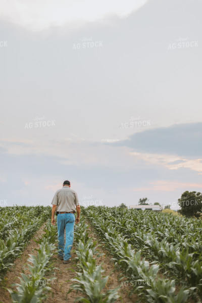 Farmers Scouting Corn Field 7807