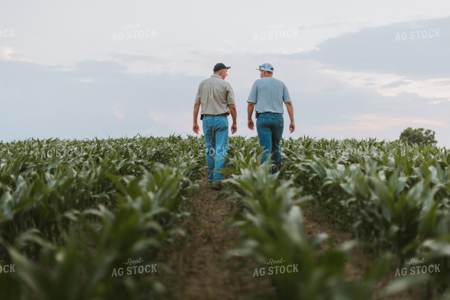 Farmers Scouting Corn Field 7812