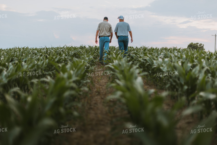 Farmers Scouting Corn Field 7813