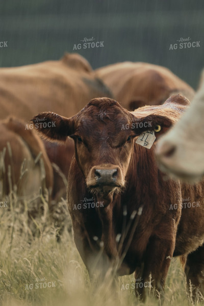 Simmental Cattle 139009