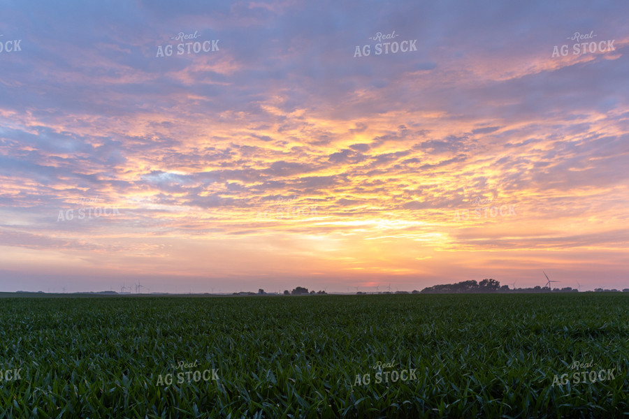 Corn Field at Sunset 77272