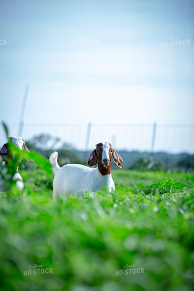 Boer Goat 134038