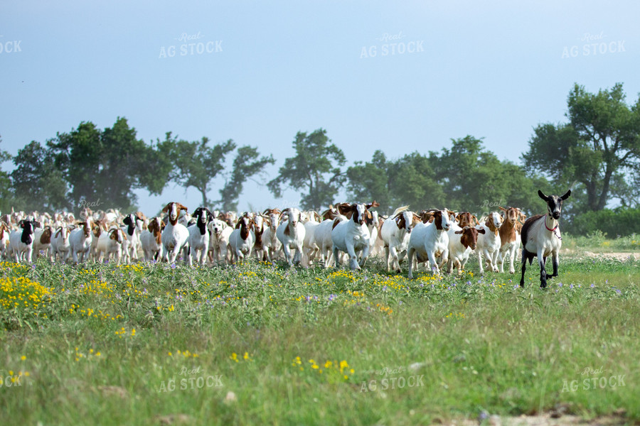 Herd of Boer Goats 134050