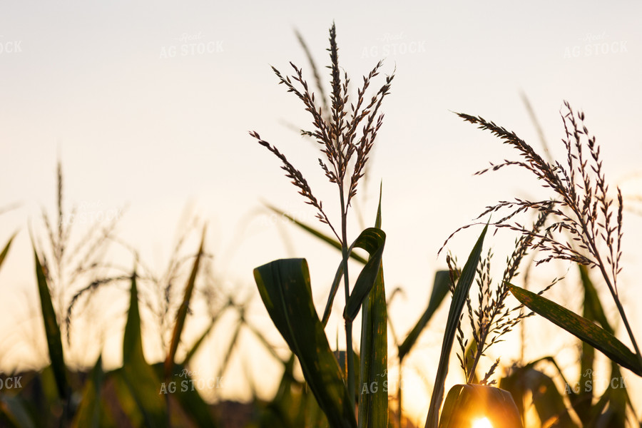 Corn Tassels 52614