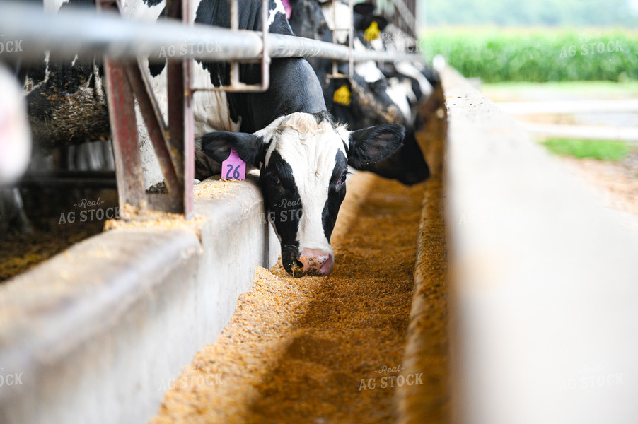 Holstein Cattle Eating 90093