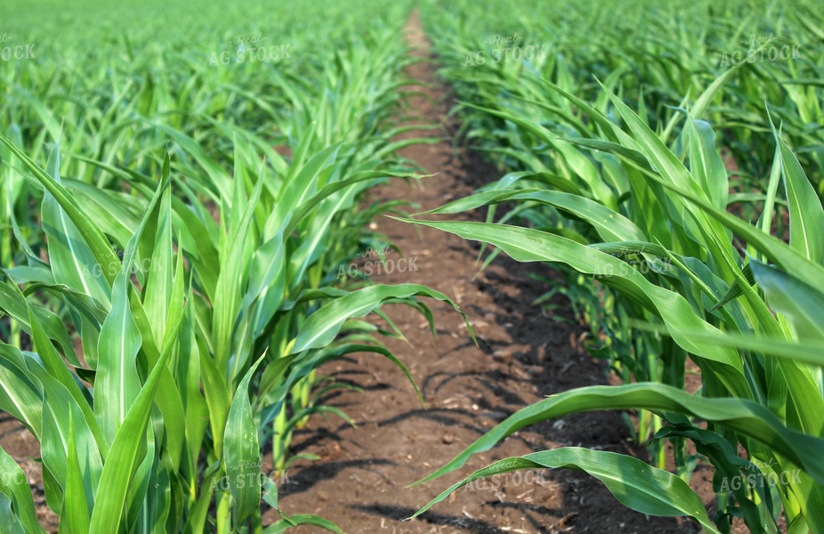 Midseason Corn Field 141006