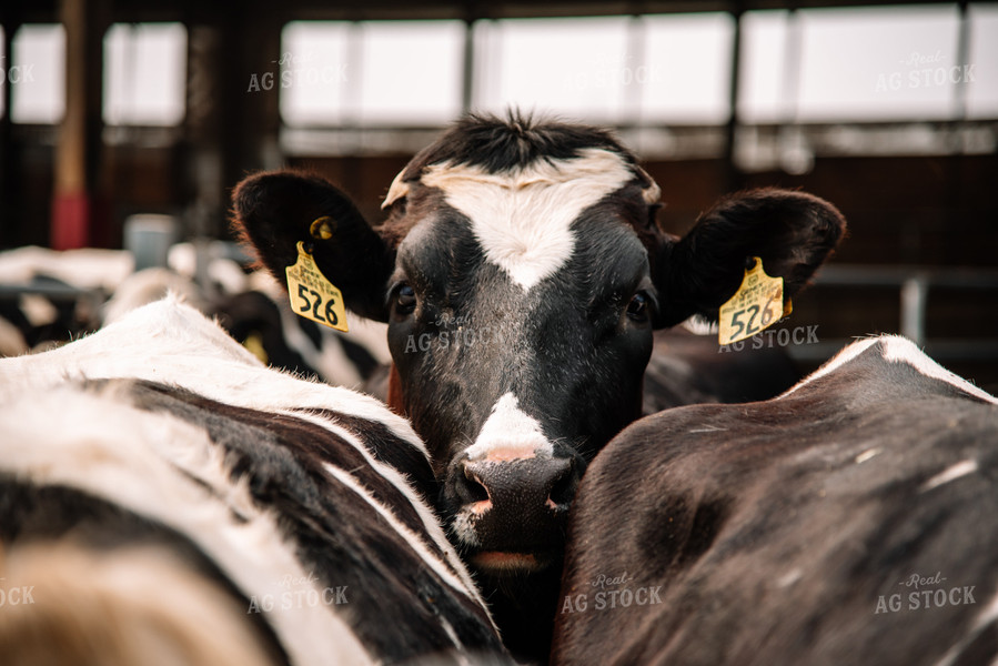 Holstein Cattle in Open Barn 137030