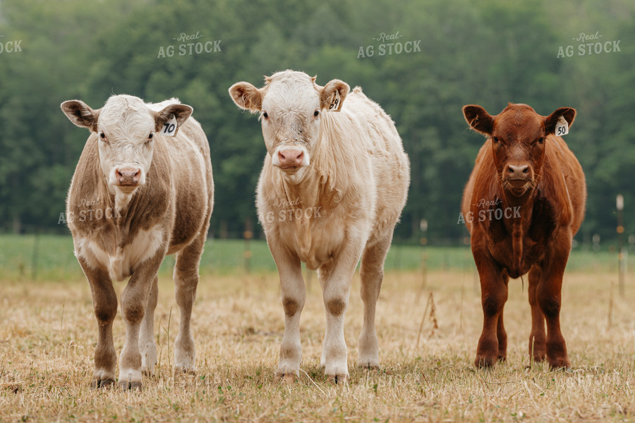 Cattle on Pasture 68171