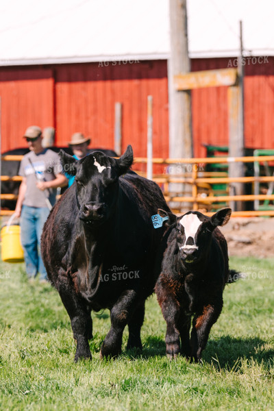 Black Baldy Cow Calf Pair 68182
