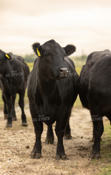 Cattle on Pasture 143010