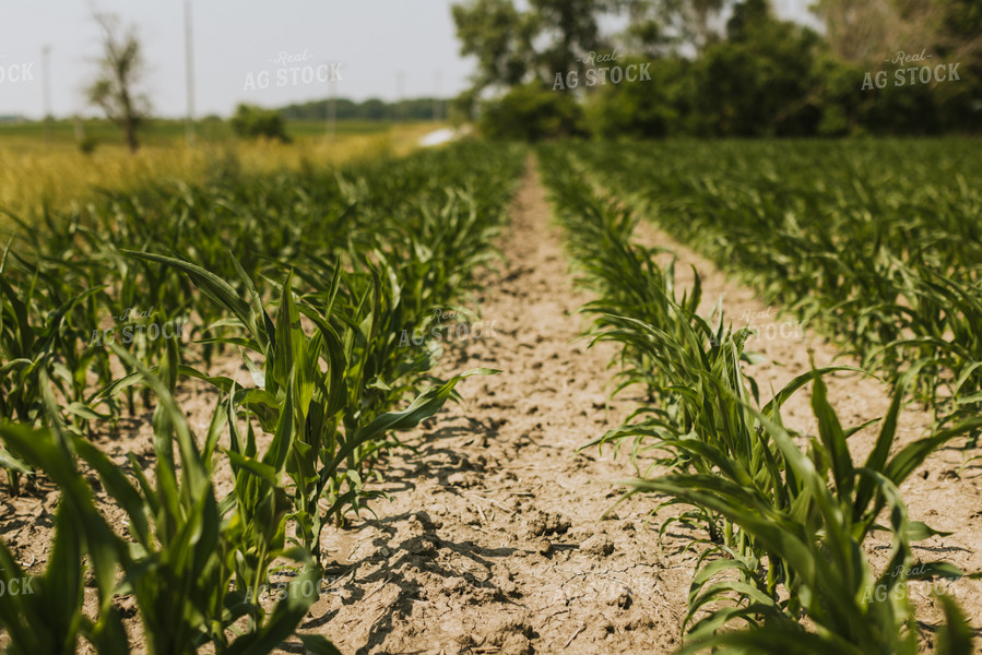 Corn Field 7847