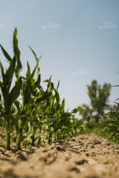 Corn Field 7849