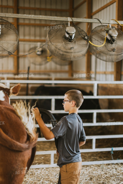 Farm Kid with Show Cow 7876