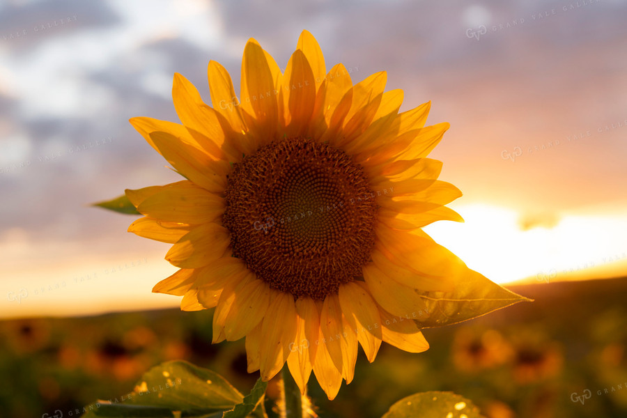 Sunflowers 2051
