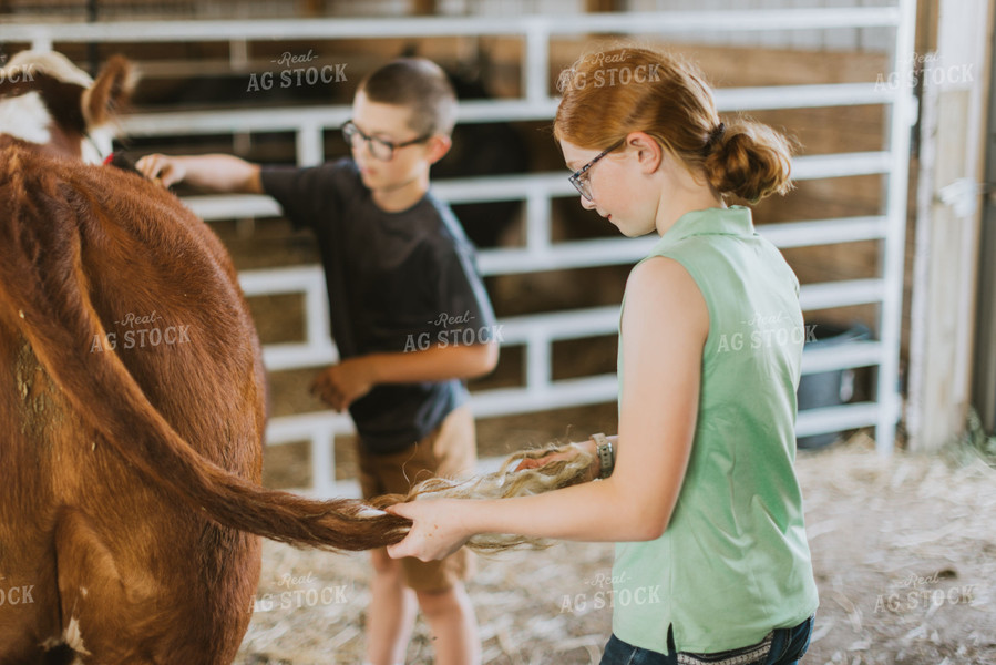 Farm Kid with Show Cow 7877