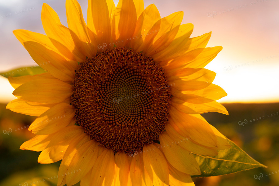 Sunflowers 2057