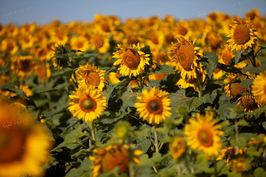 Sunflowers 2075