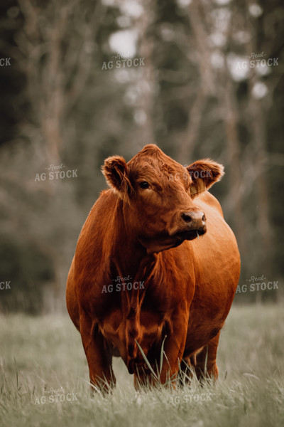 Red Angus Cattle on Pasture 139012