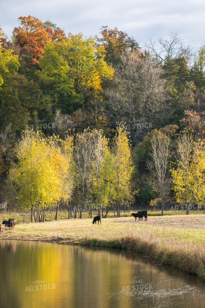 Cattle by Creek 145009