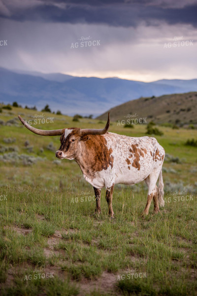 Longhorn Cattle on Pasture 81143