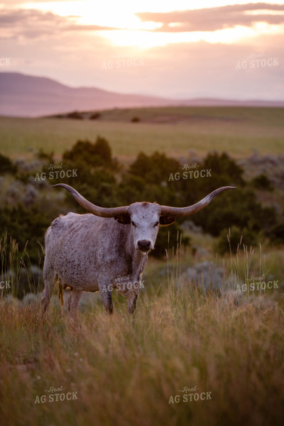 Longhorn Cattle on Pasture 81148