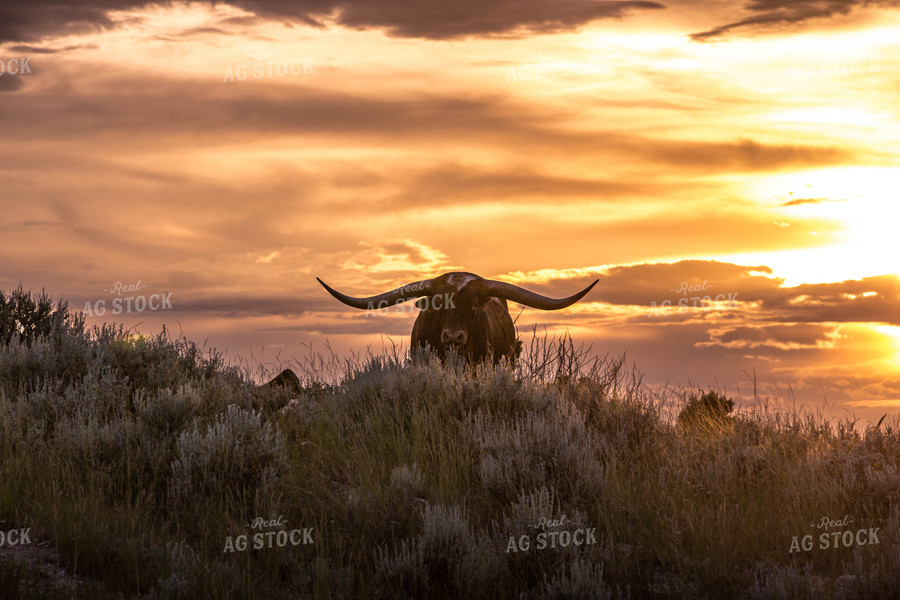 Longhorn Cattle on Pasture 81149