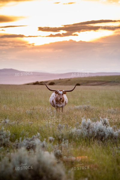 Longhorn Cattle on Pasture 81150