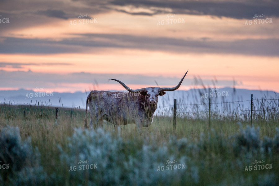 Longhorn Cattle on Pasture 81151