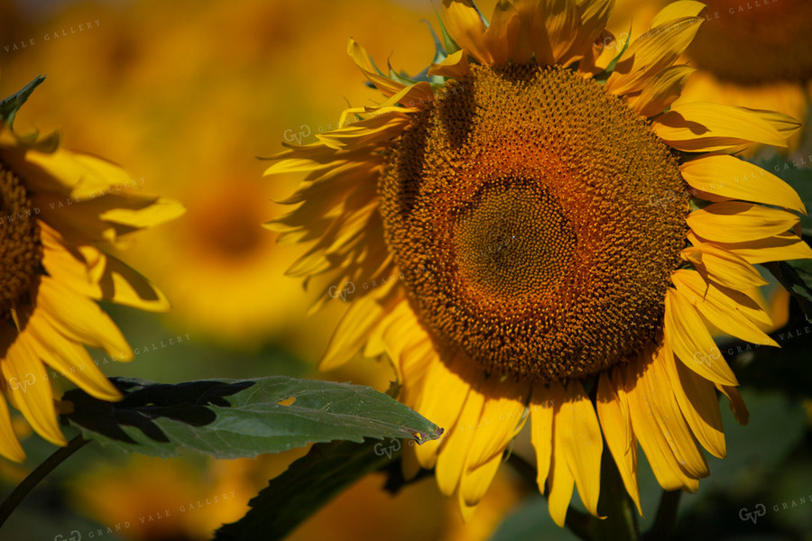 Sunflowers 2079