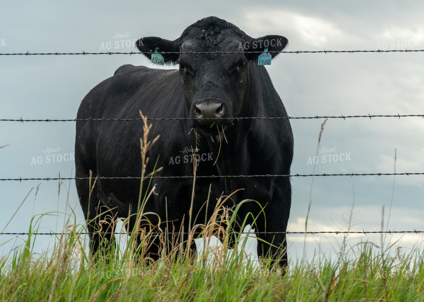 Angus Cattle on Pasture 65059