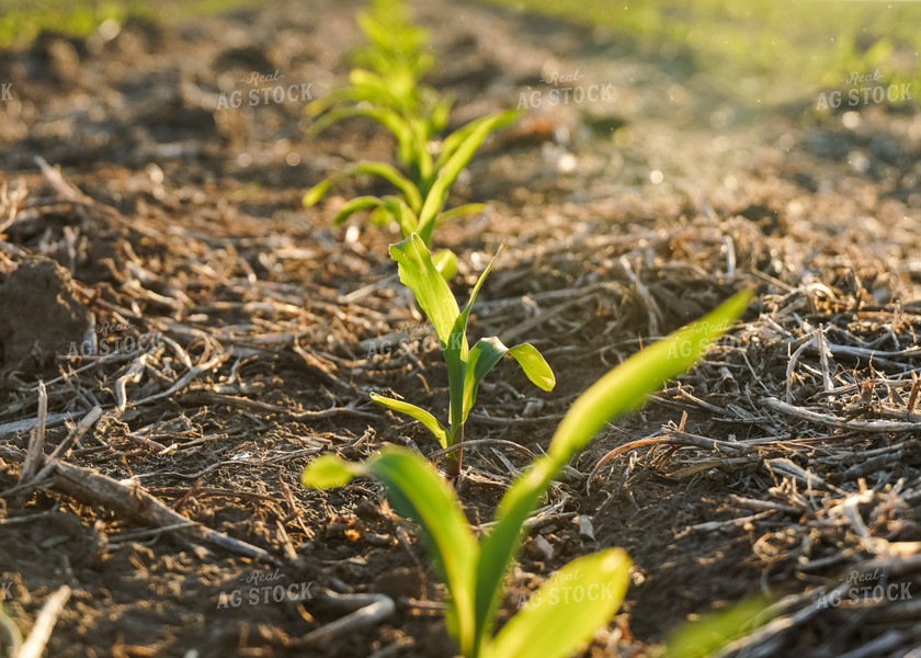 Corn Plant 65067