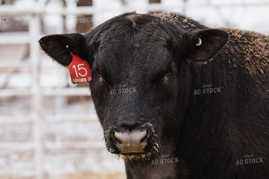 Angus Cattle 147001