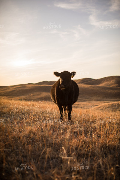 Angus Cattle on Pasture 147003