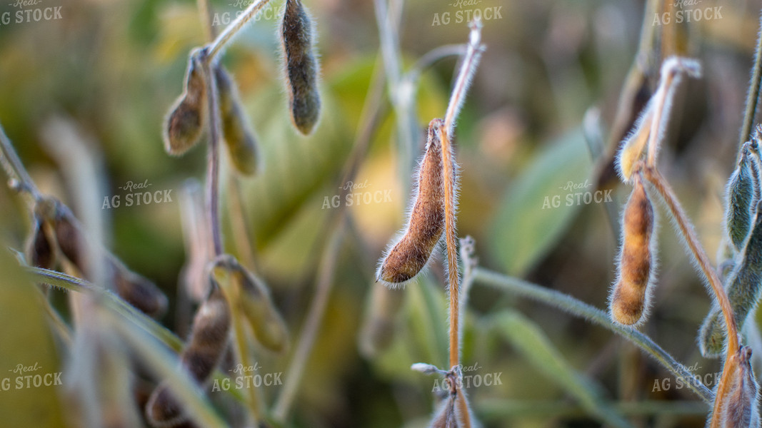 Soybean Field 50379