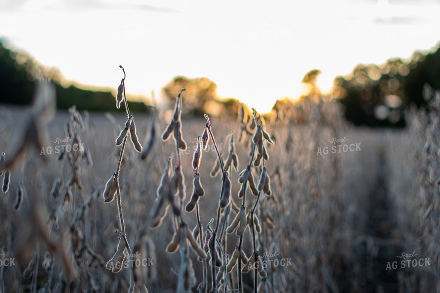 Soybeans 50385