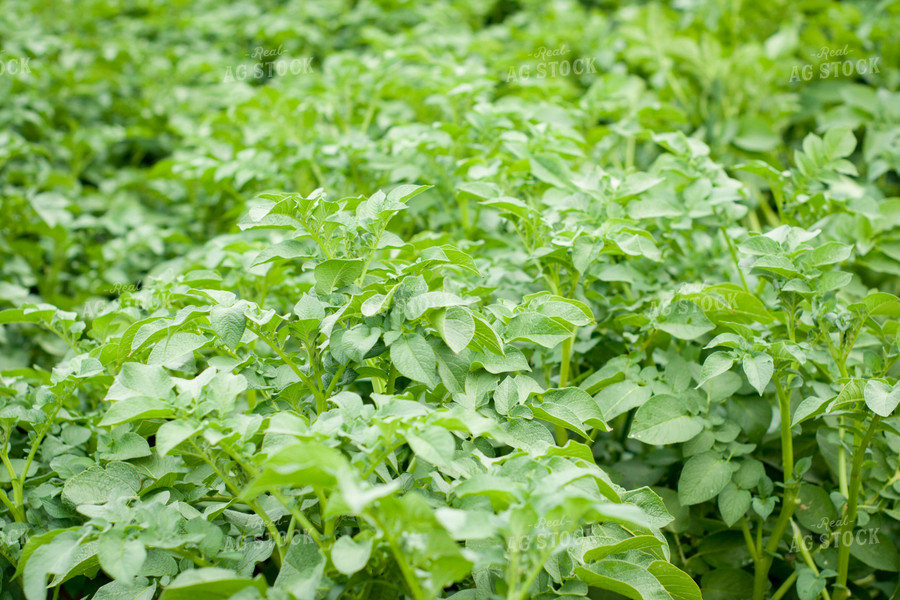 Potato Field 146009