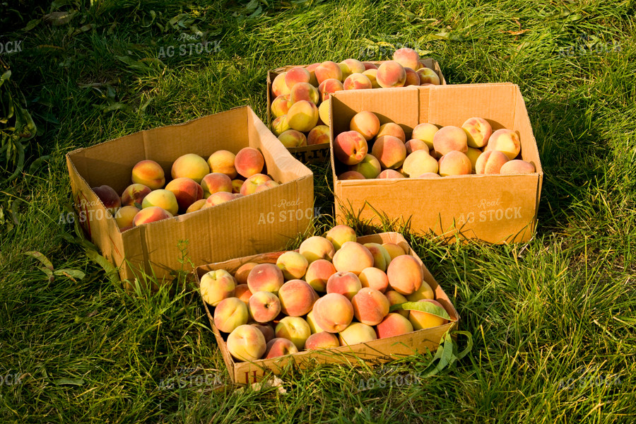 Picked Peaches 146011