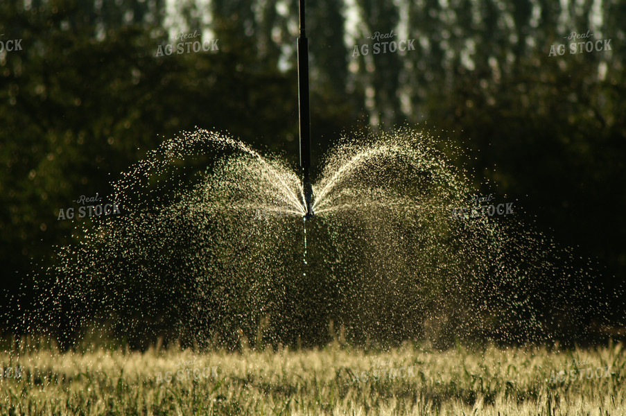 Irrigation Line Running 146020